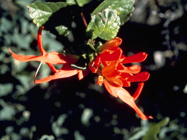 Salvia regla (Mountain sage) #8893
