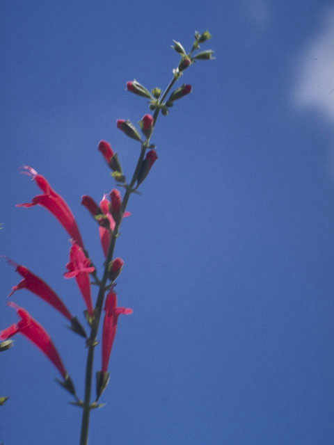 Salvia roemeriana (Cedar sage) #8895