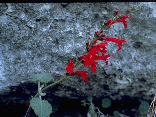 Salvia roemeriana (Cedar sage) #8896