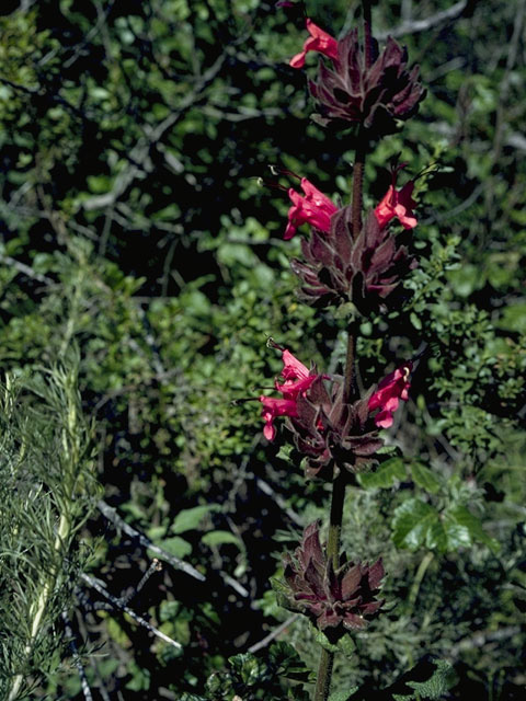 Salvia spathacea (Hummingbird sage) #8900