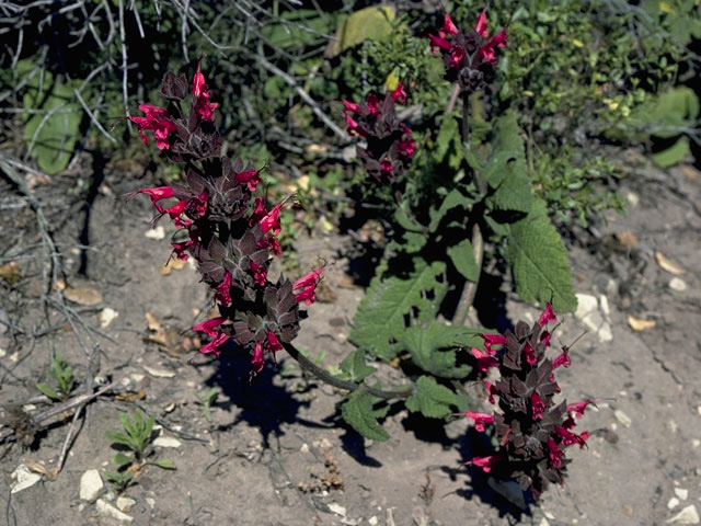 Salvia spathacea (Hummingbird sage) #8901