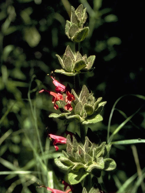 Salvia spathacea (Hummingbird sage) #8902