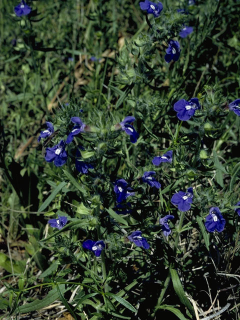 Salvia texana (Texas sage) #8905