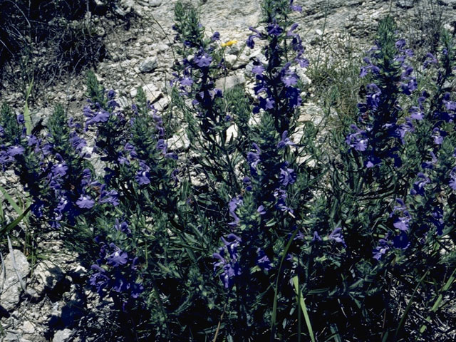 Salvia texana (Texas sage) #8915