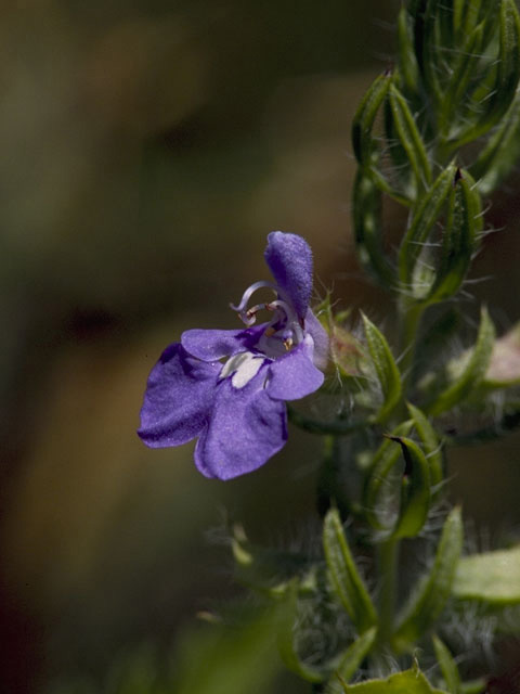 Salvia texana (Texas sage) #8916