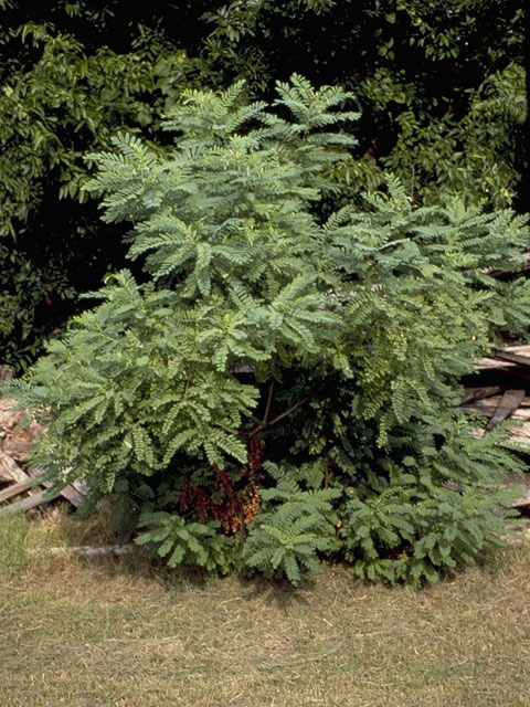 Amorpha fruticosa (Indigo bush) #8968
