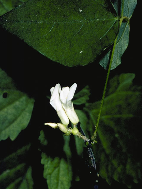 Amphicarpaea bracteata (American hogpeanut) #8971