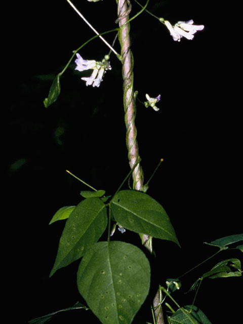 Amphicarpaea bracteata (American hogpeanut) #8972