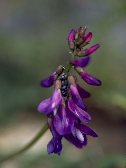 Astragalus alpinus (Alpine milkvetch) #8988