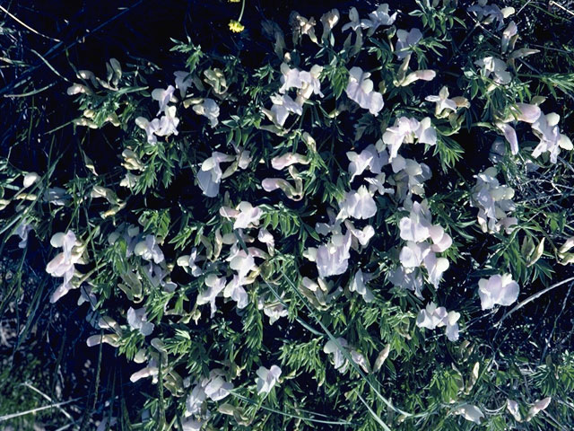 Astragalus calycosus (Torrey's milkvetch) #8992