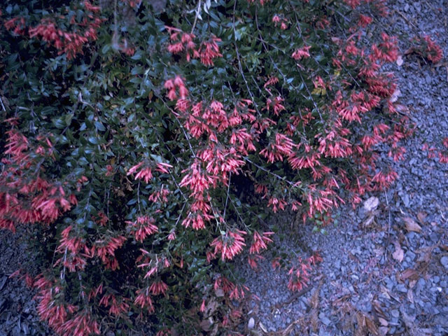 Astragalus coccineus (Scarlet locoweed) #8998