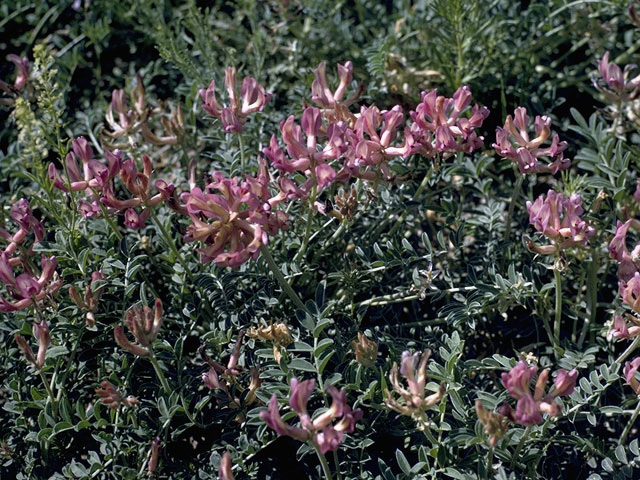 Astragalus crassicarpus (Groundplum milkvetch) #8999