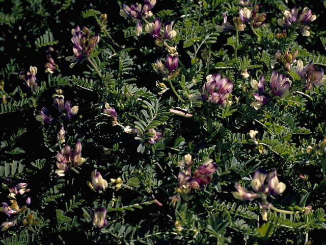 Astragalus crassicarpus (Groundplum milkvetch) #9000