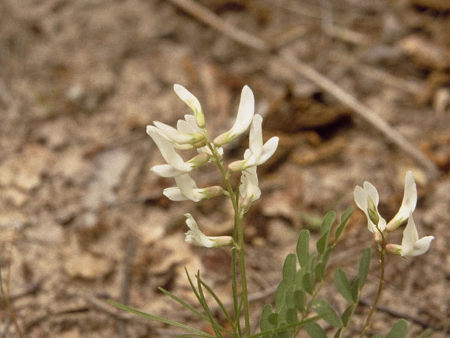 Astragalus distortus (Ozark milkvetch) #9006