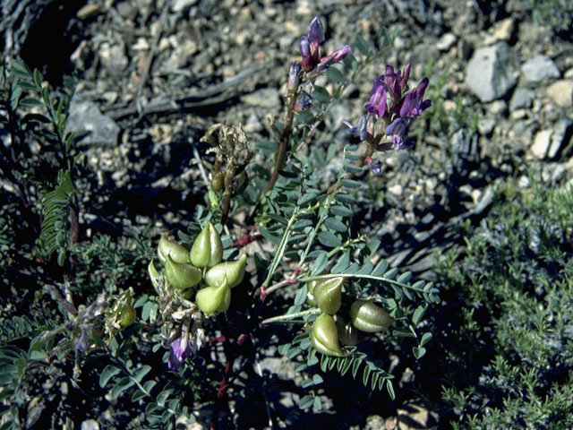 Astragalus lentiginosus (Freckled milkvetch) #9014