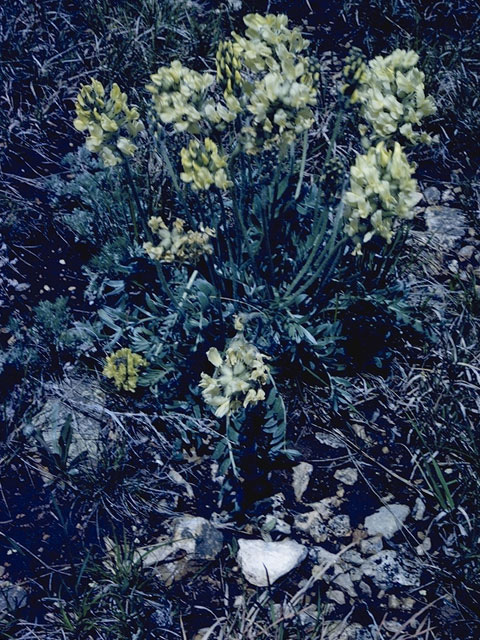Astragalus lentiginosus (Freckled milkvetch) #9015
