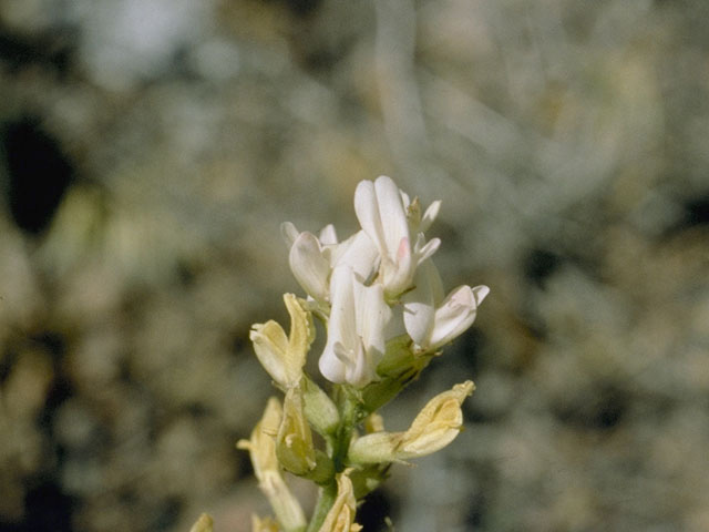 Astragalus lentiginosus (Freckled milkvetch) #9016