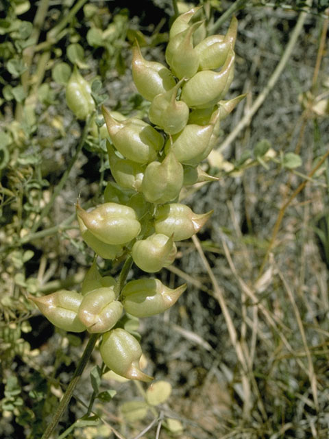 Astragalus lentiginosus (Freckled milkvetch) #9017