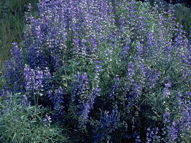 Lupinus albifrons (Silver lupine) #9029