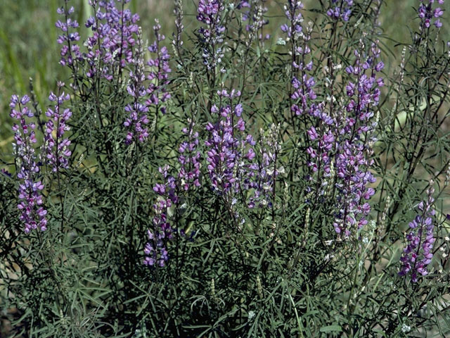 Lupinus albifrons (Silver lupine) #9030