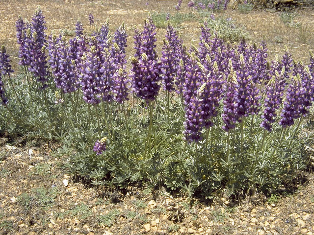 Lupinus albifrons (Silver lupine) #9031
