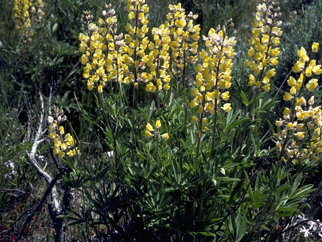 Lupinus arbustus ssp. calcaratus (Longspur lupine) #9039