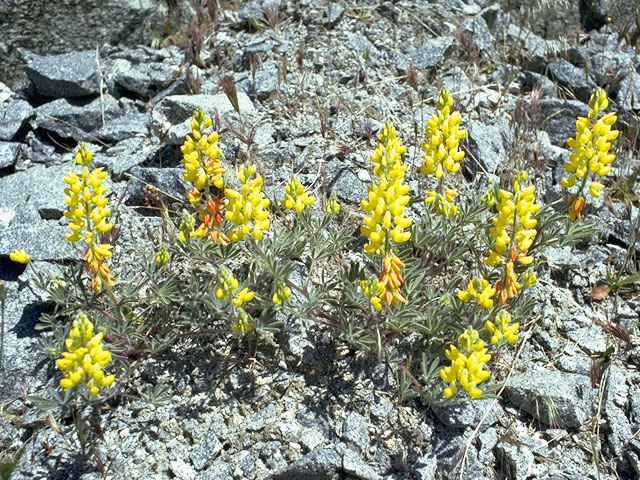Lupinus croceus (Mt. eddy lupine) #9044