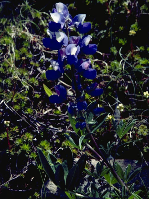 Lupinus argenteus ssp. spathulatus (Silvery lupine) #9084