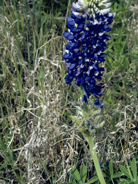 Lupinus texensis (Texas bluebonnet) #9103