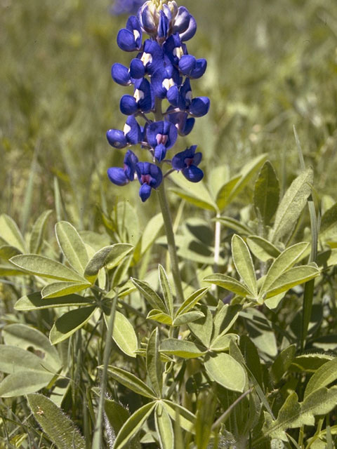 Lupinus texensis (Texas bluebonnet) #9106