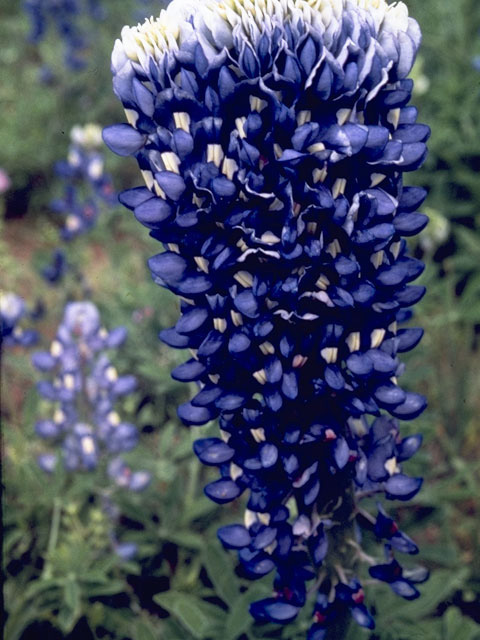 Lupinus texensis (Texas bluebonnet) #9108