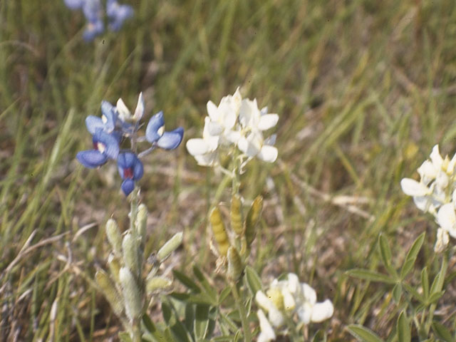Lupinus texensis (Texas bluebonnet) #9110