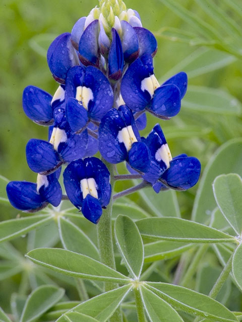 Lupinus texensis (Texas bluebonnet) #9123
