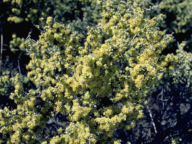 Condalia ericoides (Javelina bush) #9141