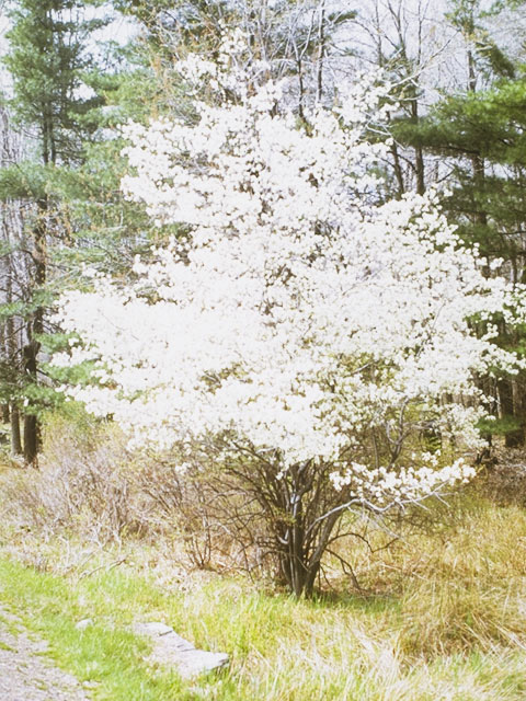 Amelanchier canadensis (Canadian serviceberry) #9154