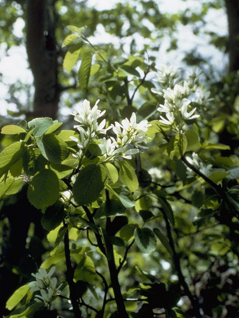Amelanchier alnifolia var. semiintegrifolia (Pacific serviceberry) #9156