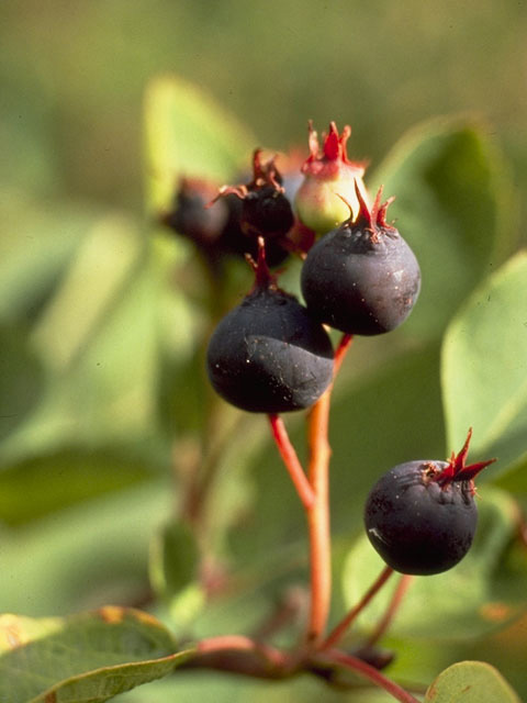Amelanchier alnifolia var. semiintegrifolia (Pacific serviceberry) #9157