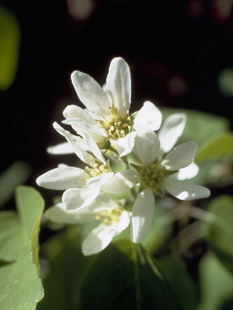 Amelanchier alnifolia var. semiintegrifolia (Pacific serviceberry) #9158