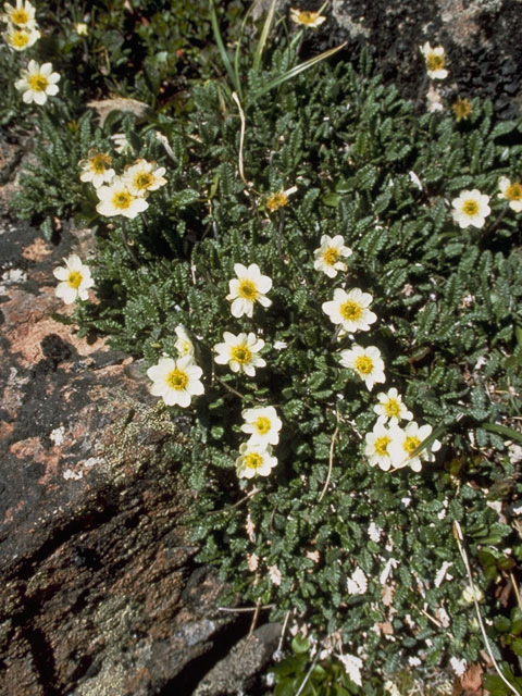 Dryas octopetala ssp. octopetala (Eightpetal mountain-avens) #9195