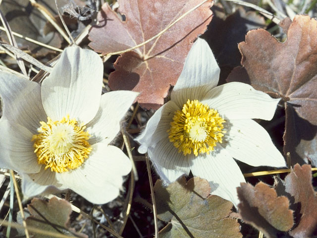 Pulsatilla patens (Eastern pasqueflower) #9213