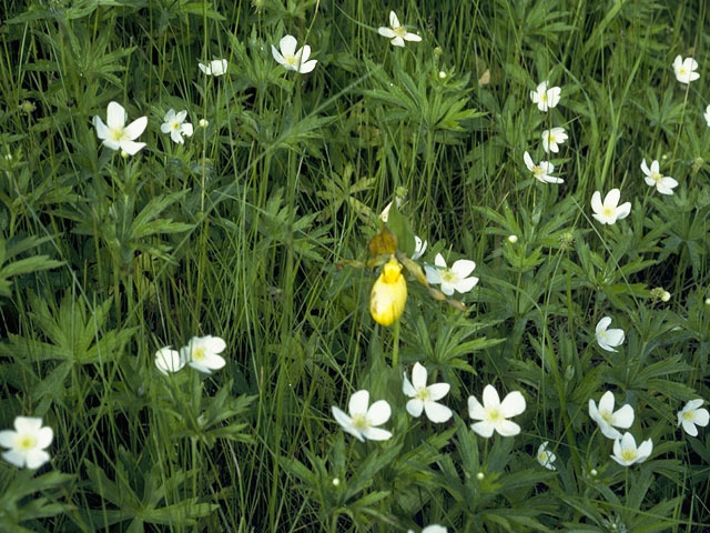 Anemone canadensis (Canadian anemone) #9223