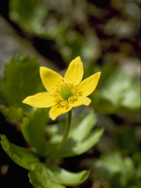 Anemone richardsonii (Yellow thimbleweed) #9226