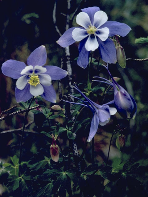 Aquilegia coerulea (Colorado blue columbine) #9241