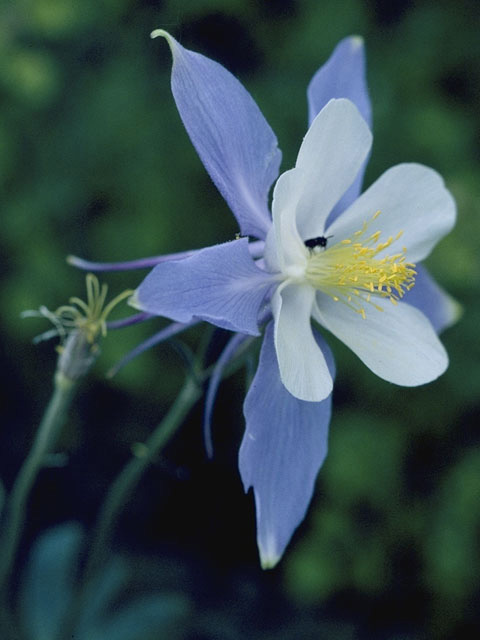 Aquilegia coerulea (Colorado blue columbine) #9246