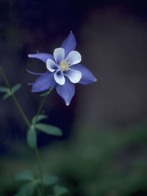 Aquilegia coerulea (Colorado blue columbine) #9247