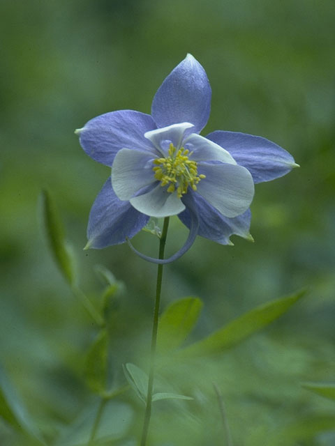 Aquilegia coerulea (Colorado blue columbine) #9248