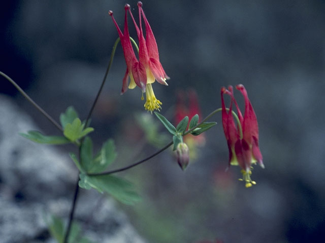 Aquilegia canadensis (Eastern red columbine) #9251