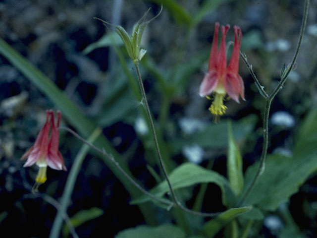 Aquilegia canadensis (Eastern red columbine) #9252