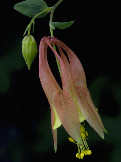 Aquilegia canadensis (Eastern red columbine) #9260