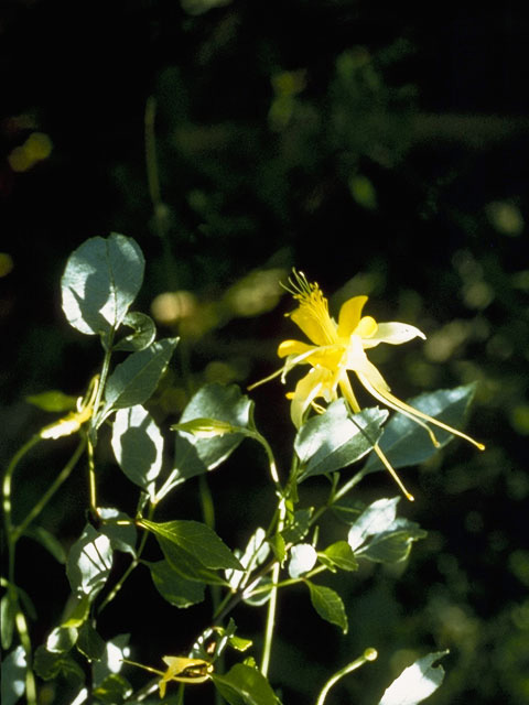 Aquilegia chrysantha var. chaplinei (Chaplin's yellow columbine) #9265